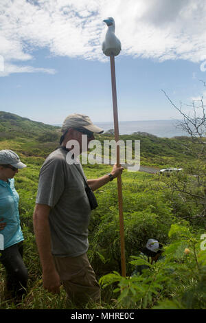 Eric VanderWerf, un biologo con la Pacific Rim Conservazione, installa una trappola Booby bird in cima Ulupa'u cratere, gamma Training Facility, Marine Corps base Hawaii, Marzo 15, 2018. Ambientali di base ha collaborato con la Pacific Rim Conservazione, U.S. Pesci e fauna selvatica, servizio e Oikonos nel tentativo di riposizionare rosso-footed Booby uccelli marini. I maniaci e gli altoparlanti sono posti su alberi in allontanamento dalla zona di cottura in modo che gli Stati Uniti Marines saranno in grado di formare, producono la prontezza e minimizzare l'impatto di questo federalmente specie protette. (U.S. Marine Corps Foto Stock