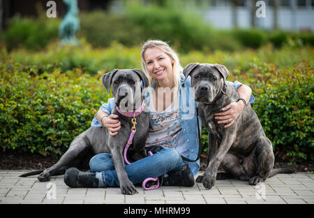 03 maggio 2018, Germania, Dortmund: Aga Trybus seduto con il suo Cane Corso cani Wictor (l) e Paula al di fuori della sede Westfalenhalle davanti a 'Hund und Katz 2018' (cane e gatto 2018) mostrano che corre da 11 - 13 Maggio. Foto: Guido Kirchner/dpa Credito: dpa picture alliance/Alamy Live News Foto Stock