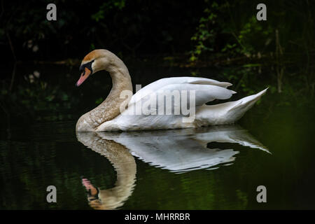 Oakham 3 Maggio 2018: Regno Unito: Meteo crogiolarsi al sole razze di animali selvatici lungo il fiume alzaia i pescatori locali aggiungere sign posti visitatori avviso circa la fauna selvatica di allevamento nella zona in un giorno caldo e soleggiato dal fiume Swan controlla le sue uova, riflessioni sul fiume. Clifford Norton Alamy Live News. Foto Stock