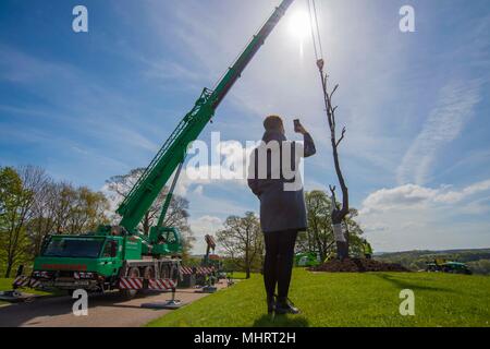 Yorkshire Sculpture Park, Regno Unito. Il 3 maggio 2018. Un visitatore di Yorkshire Sculpture Park prende un'immagine di "vene di pietra tra i rami' dell'artista italiano Giuseppe Penone. La scultura è stata installata su giovedì 3 maggio da tecnici presso il West Yorkshire basato park. La grande mostra "Un albero in legno " si apre ufficialmente il 26 maggio e vanta opere tratte da gli ultimi cinque decenni di Penone della carriera. Immagine: Scott Bairstow/Alamy Live News Foto Stock