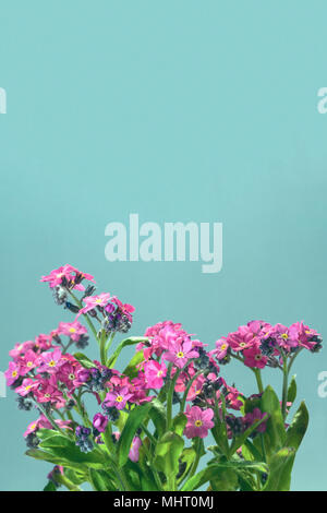 Dimenticare rosa-me-non fiori con foglie isolate su un pulito sfondo blu con spazio per il testo. Foto Stock