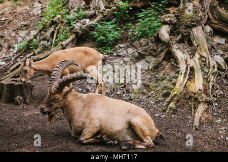 La Caucasian capre di montagna con enormi corna in un habitat naturale si trova sulle rocce in montagna. Animale selvatico. Nelle vicinanze si trova un altro giovane capra della montagna che è in cerca di cibo. Foto Stock