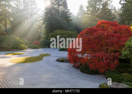 Raggi di sole sulla sabbia piatta giardino con vecchi Jaoanese laccio rosso foglie di acero durante la stagione autunnale Foto Stock