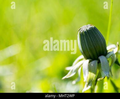 Bocciolo di dente di leone sull'orlo della fioritura, in campo verde - con spazio per il testo Foto Stock
