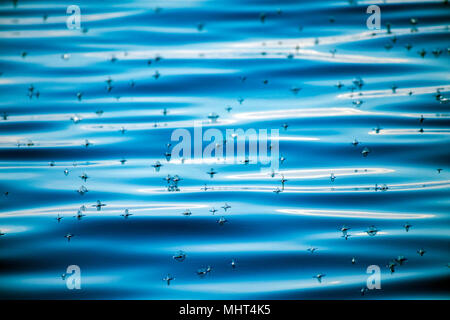 Meduse velella sul profondo blu del mare sullo sfondo Foto Stock