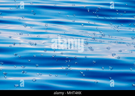 Meduse velella sul profondo blu del mare sullo sfondo Foto Stock