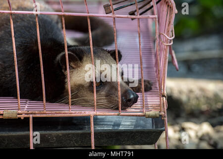 La mangusta Kofi luwak è il caffè che include la parte digerito con ciliegie di caffè mangiato e defecato dall Asian palm civet Foto Stock