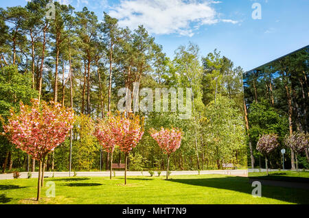 Gli alberi in fiore si riflette in un edificio moderno con facciata in vetro, natura e business il concetto di coesistenza. Foto Stock