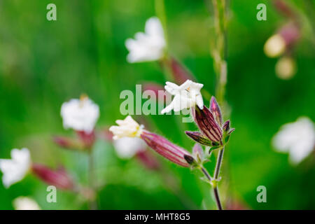 White campion- silene latifolia-in un campo ,un bianco fiori appassiti su un calice rossastro in un verde e fuori fuoco ,sfondo bokeh effetto Foto Stock