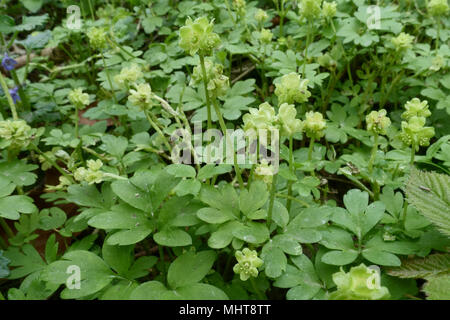 Moschatel, Adoxa moschatellina, piante fiorite sul pavimento del bosco in primavera, Berks, Aprile Foto Stock
