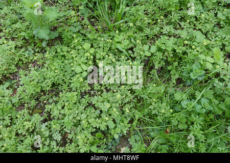 Moschatel, Adoxa moschatellina, piante fiorite sul pavimento del bosco in primavera, Berks, Aprile Foto Stock