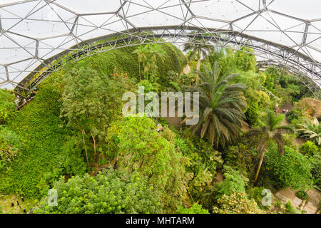 Progetto Eden guardando verso il basso a partire dalla piattaforma di visualizzazione nella foresta pluviale biome. Una popolare attrazione turistica con giardini costruito in un ex cava Foto Stock