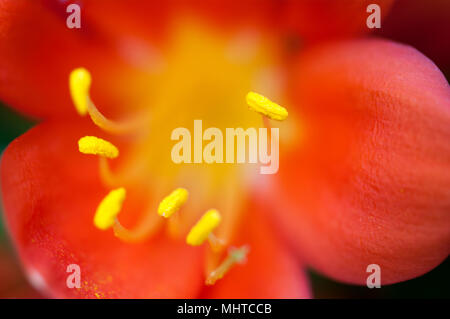 In prossimità di uno rosso Camellia Flower Foto Stock