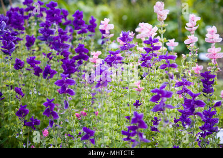 'Marmo Arch blu' clary annuale, Broksalvia (Salvia viridis) Foto Stock