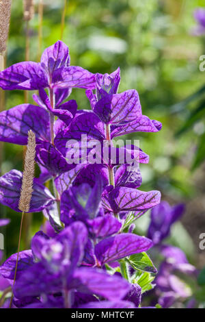 'Marmo Arch blu' clary annuale, Broksalvia (Salvia viridis) Foto Stock