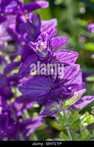 'Marmo Arch blu' clary annuale, Broksalvia (Salvia viridis) Foto Stock