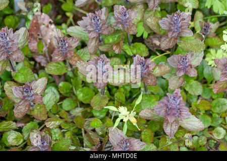 "Braunhertz' Bugle, Revsuga (Ajuga reptans) Foto Stock