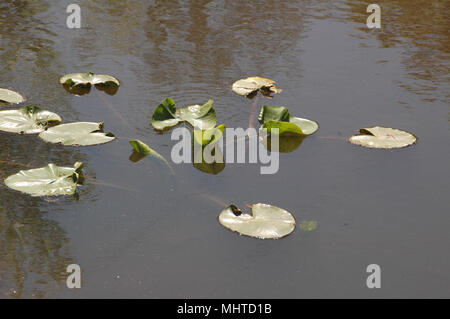 Hardy ninfee colonie fornire habitat per pesci, filtro e aerare l'acqua e aiutano a regolare la temperatura dell'acqua. Foto Stock