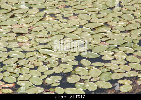 Hardy ninfee colonie fornire habitat per pesci, filtro e aerare l'acqua e aiutano a regolare la temperatura dell'acqua. Foto Stock