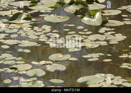 Hardy ninfee colonie fornire habitat per pesci, filtro e aerare l'acqua e aiutano a regolare la temperatura dell'acqua. Foto Stock