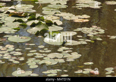 Hardy ninfee colonie fornire habitat per pesci, filtro e aerare l'acqua e aiutano a regolare la temperatura dell'acqua. Foto Stock