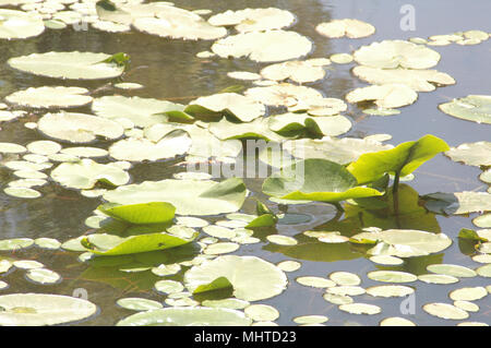 Hardy ninfee colonie fornire habitat per pesci, filtro e aerare l'acqua e aiutano a regolare la temperatura dell'acqua. Foto Stock