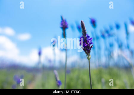 Bella la lavanda di campo dei fiori e delle api. Magazzino slow motion video clip di fiori di lavanda campo nella giornata di sole. Cau Dat farm, Dalat, Vietnam Foto Stock