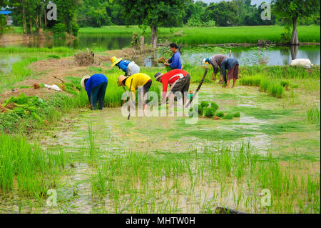 Sukhothai, Tailandia - 5 Giugno 2011: gruppo di coltivatori di riso in crescita su terreno coltivato in Sukhothai, Thailandia Foto Stock