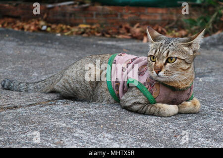 Un simpatico gatto in appoggio sul terreno Foto Stock