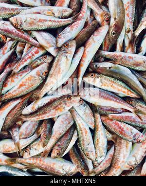 Materie sgombro pesce sul display in vendita. pesci pelagici. Foto Stock