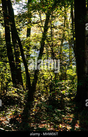 Sun splendenti attraverso le foglie in un bosco in autunno Foto Stock