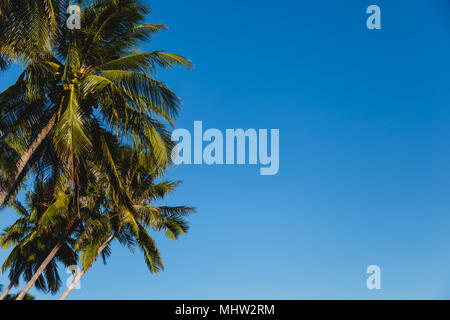 Gli alberi di cocco tratto nel mare, Vietnam, Mui ne Foto Stock