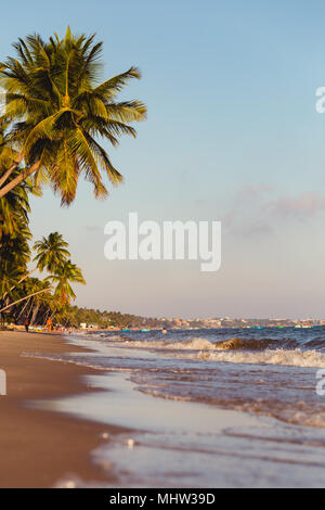 Gli alberi di cocco tratto nel mare, Vietnam, Mui ne Foto Stock