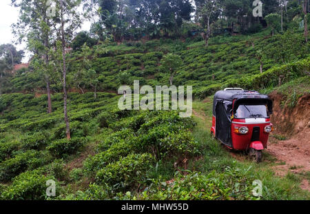 Vista sulla piantagione di tè in Ella lo Sri Lanka. Foto Stock