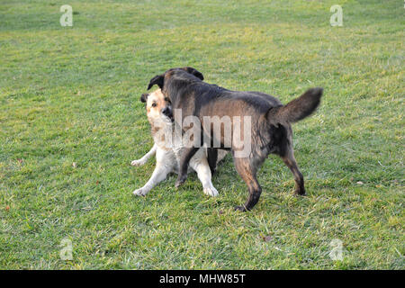 Ci sono due cani sono combattimenti sulla strada. hanno attaccato l'altra. Sembra pericoloso Foto Stock