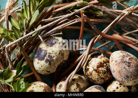 Nido fatto di rami con fresco spotted uova di quaglia su sfondo blu, vista dall'alto, close-up, il fuoco selettivo. Pasqua concettuale ancora in vita. Decorat Foto Stock