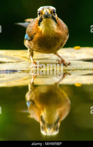 Jay (Garrulus glandarius) bere in un stagno, spagnolo estate. Foto Stock