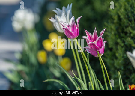 Bella tulipani colorati con foglia verde in giardino con molti sfocata fiore come sfondo di coloratissimi fiori sbocciano i fiori nel parco. Foto Stock