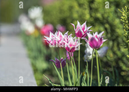 Bella tulipani colorati con foglia verde in giardino con molti sfocata fiore come sfondo di coloratissimi fiori sbocciano i fiori nel parco. Foto Stock