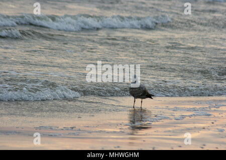 Seagull sulla spiaggia Foto Stock