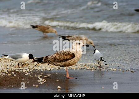 Gabbiani del mar Baltico - Germania/Polonia Foto Stock