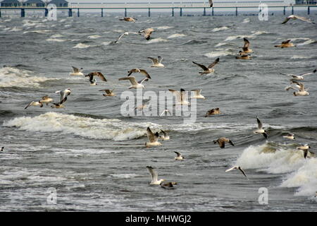 Volo degli uccelli - gabbiani del mar Baltico Foto Stock