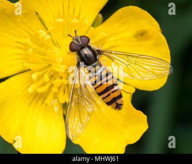 La marmellata di arance Hoverfly (Episyrphus balteatus) appollaiato su un buttercup con ali aperte. Tipperary, Irlanda Foto Stock