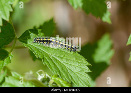 Callimorpha dominula - Scarlet Tiger caterpillar Foto Stock