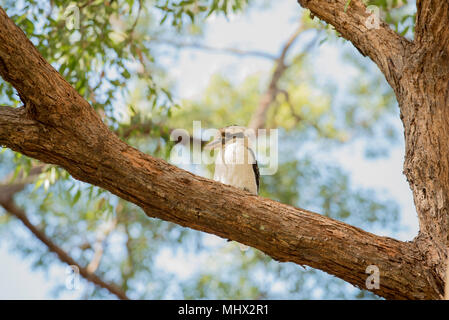 Un ridere Kookaburra (Dacelo novaeguineae) seduto su un ramo di un albero di eucalipto. Kookaburras sono nativi in Australia e in Nuova Guinea. Foto Stock