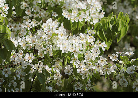 Bellissimo il ramo pear tree fiorisce in primavera Foto Stock