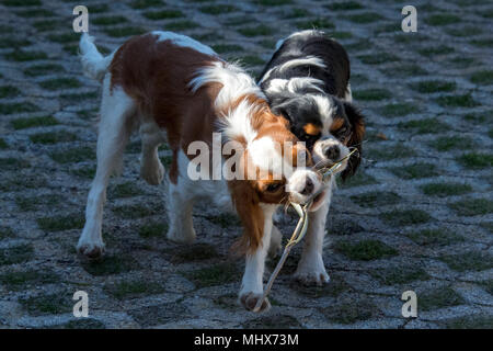 Chevalier re cane cucciolo neonato ritratto Foto Stock