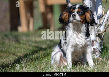 Chevalier re cane cucciolo neonato ritratto Foto Stock