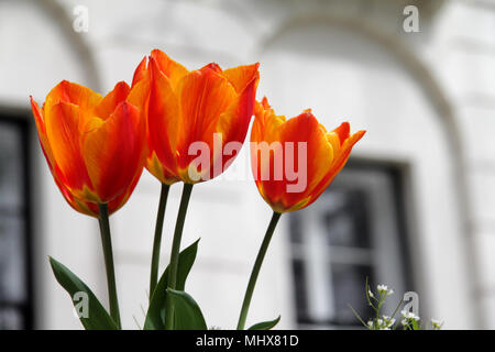 Rosso, arancione e tulipani gialli, fioritura in primavera Foto Stock