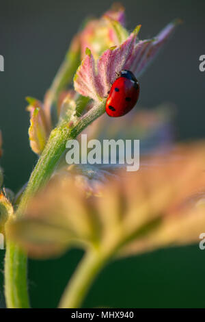 Macro di un rosso coccinella nel vigneto di vino verde foglia sfondo sfocato Foto Stock